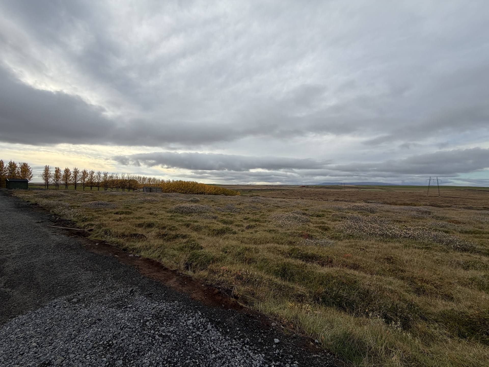 Lyngmói og trjáröð í haustlitum